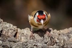 Jilguero. Carduelis Carduelis.