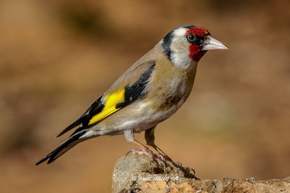 Jilguero. Carduelis Carduelis.
