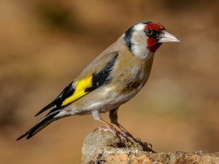 Jilguero. Carduelis Carduelis