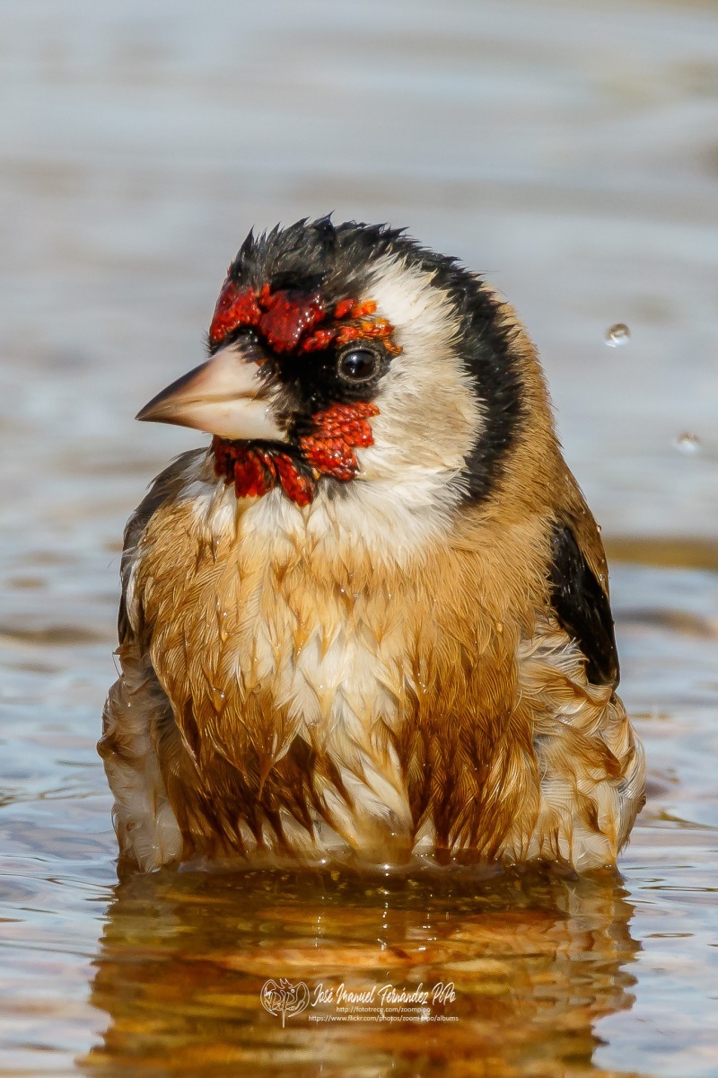 49212727783_2665185f3e_or