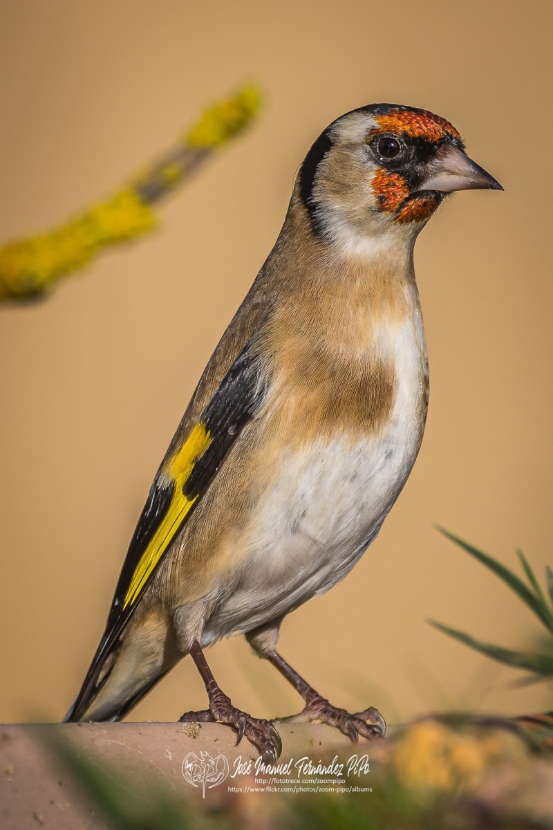 50964786523_38ab7ea465_or