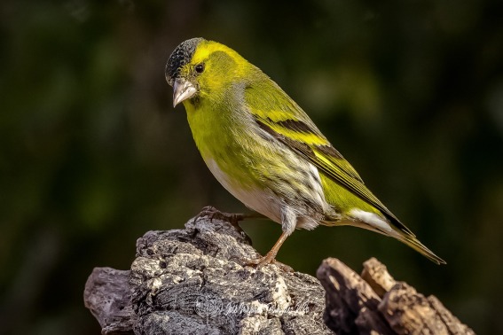 Jilguero Lugano. Carduelis Spinus.