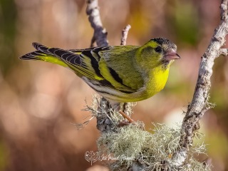 Jilguero Lugano. Carduelis Spinus