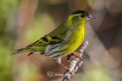 Jilguero Lúgano. Carduelis Spinus.