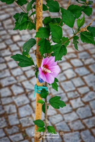 PiPo-569805-E-E