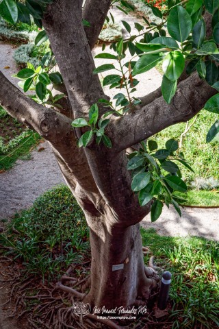 PiPo-569834-E-E