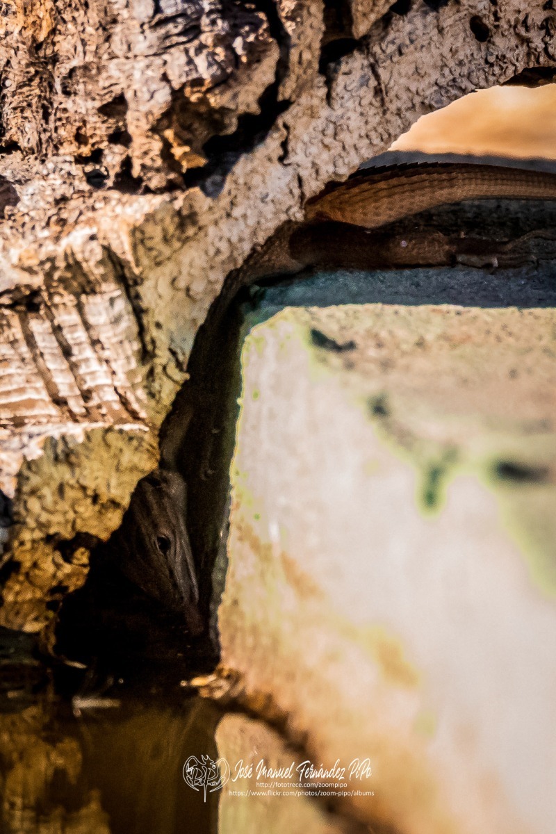 50304131483_0eca5d0afe_or