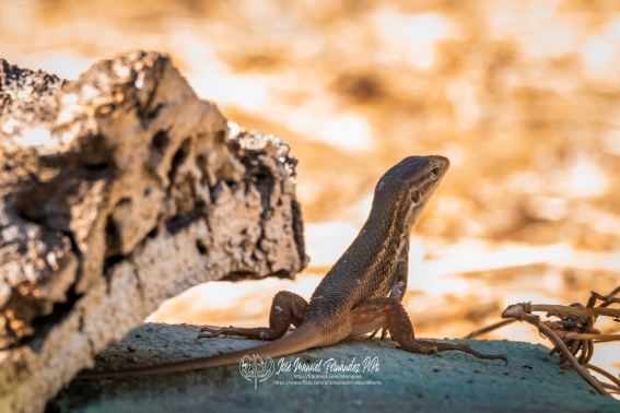 Reptiles