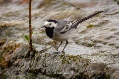 Lavandera Blanca. Motacilla Alba.