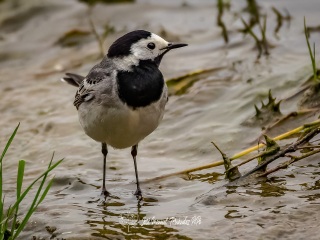 Lavandera Blanca. Motacilla Alba