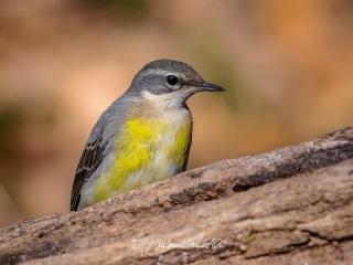 Lavandera Boyera. Motacilla Flava