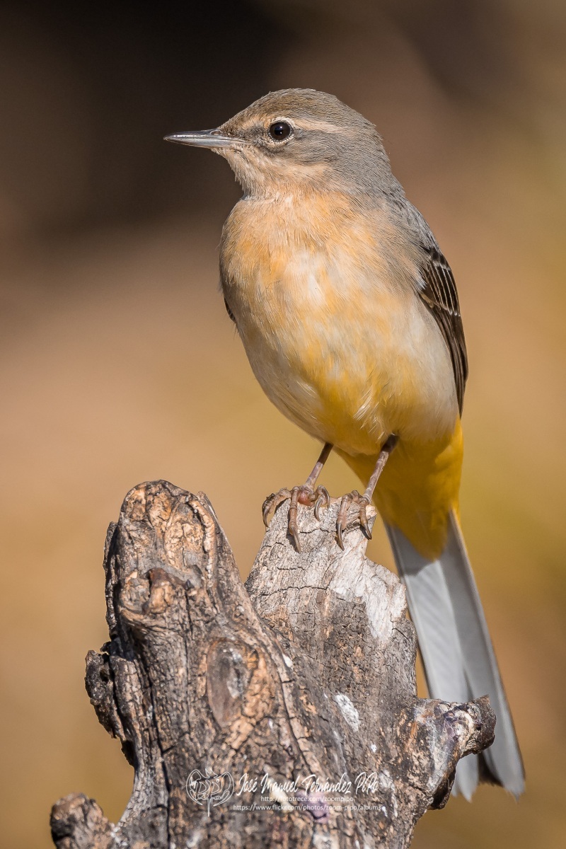 50648214927_484c77564b_or