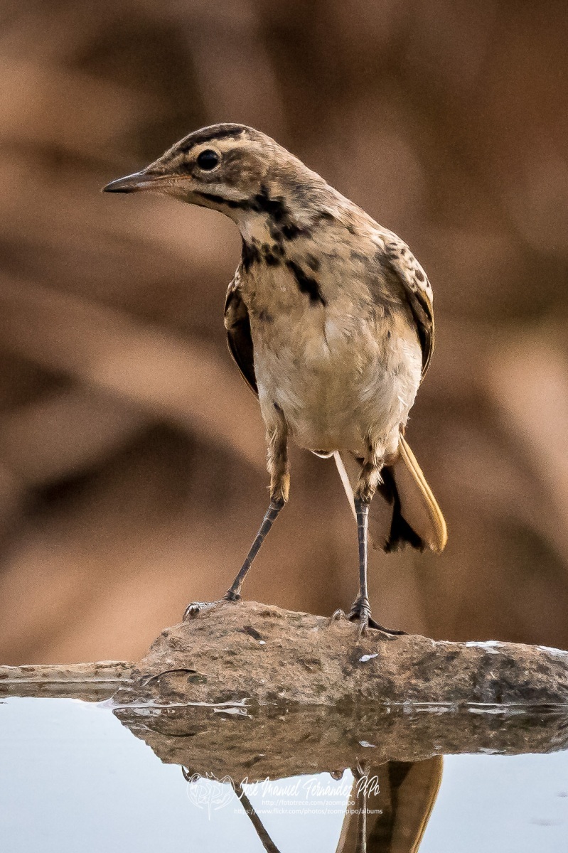 50731438268_d74213021d_or