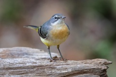 Lavandera Cascadeña. Motacilla Cinerea.