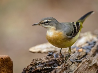 Lavandera Cascadeña. Motacilla Cinerea