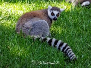 Lémur de Cola Anillada. Lemur Catta