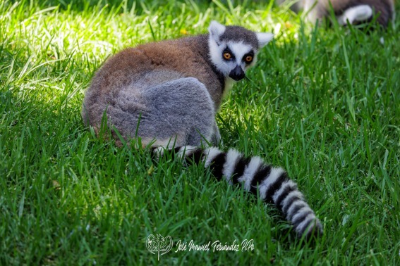 Lémur de Cola Anillada. Lemur Catta.