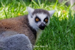 Lémur de Cola Anillada. Lemur Catta.