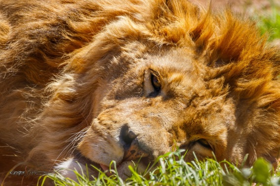 León Africano. Panthera Leo.