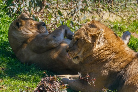 León Africano. Panthera Leo.