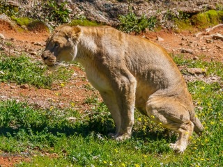 León Africano. Panthera Leo