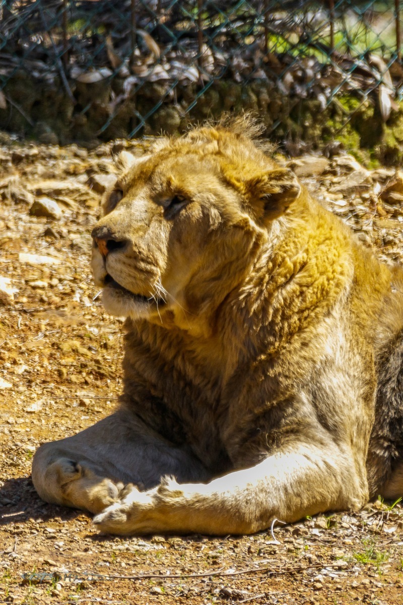 26094951847_131ef9ea47_o