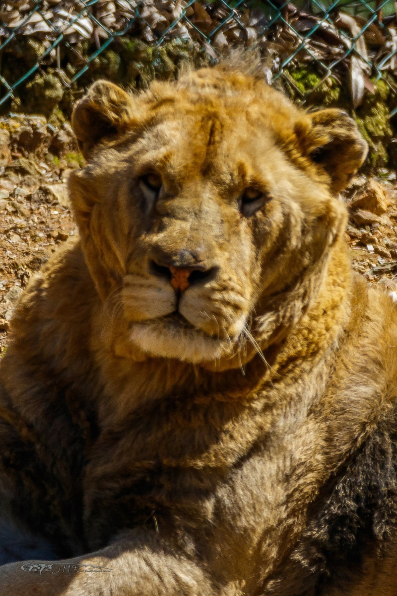 39157461750_d1065853a2_o