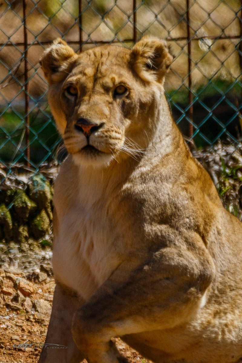 40966837551_57ae3c723a_o