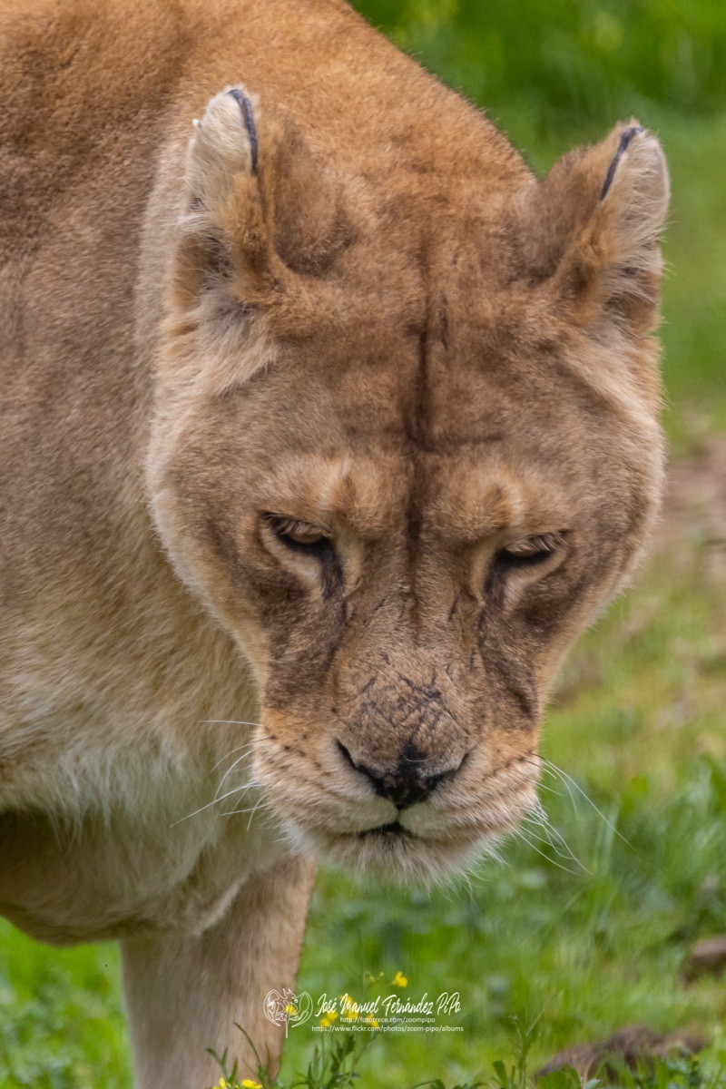 49766607577_82fc681b5c_o