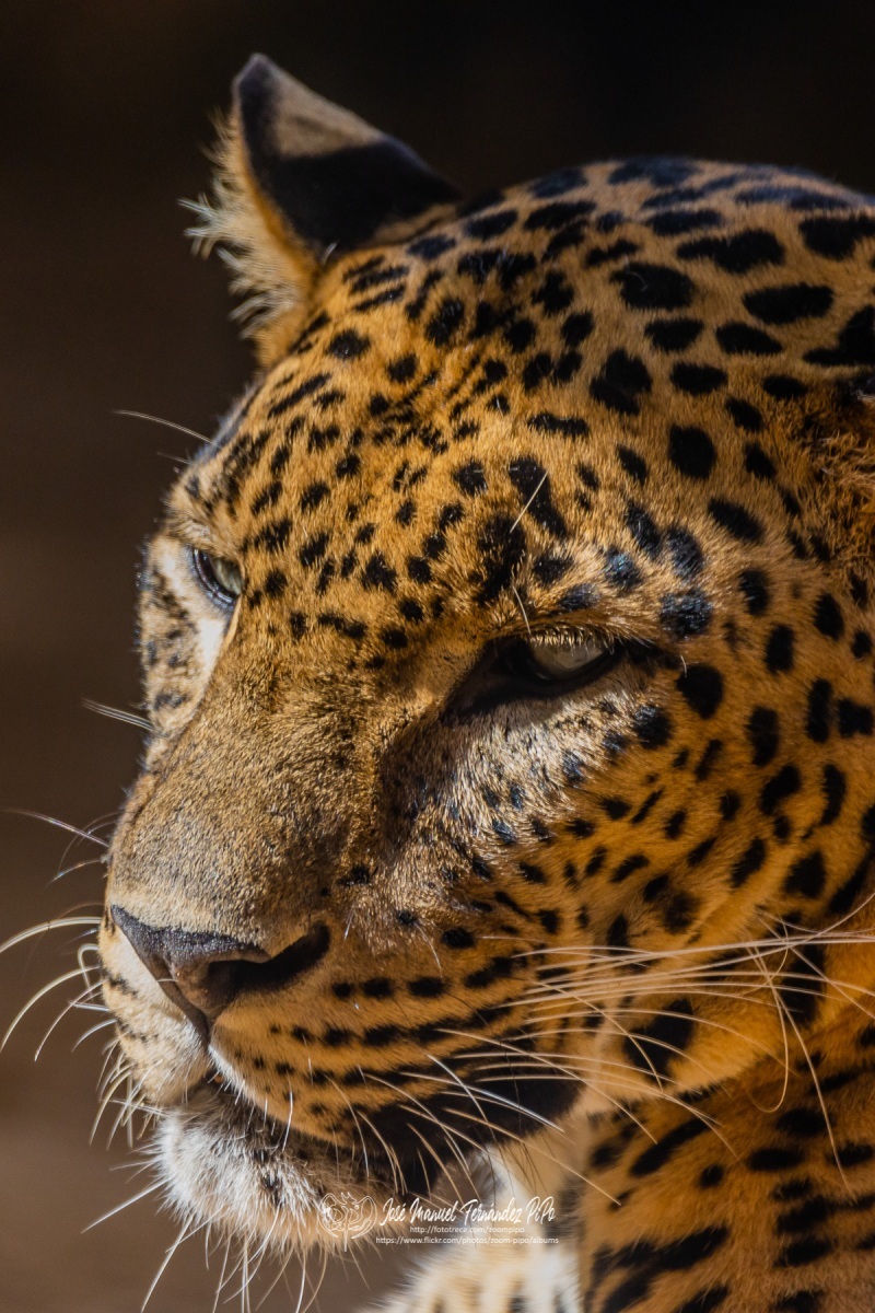 49167346677_3511c37bf4_o