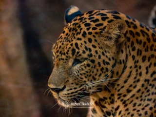 Leopardo de Sri Lanka. Panthera Pardus Kotiya