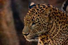 Leopardo de Sri Lanka. Panthera Pardus Kotiya.