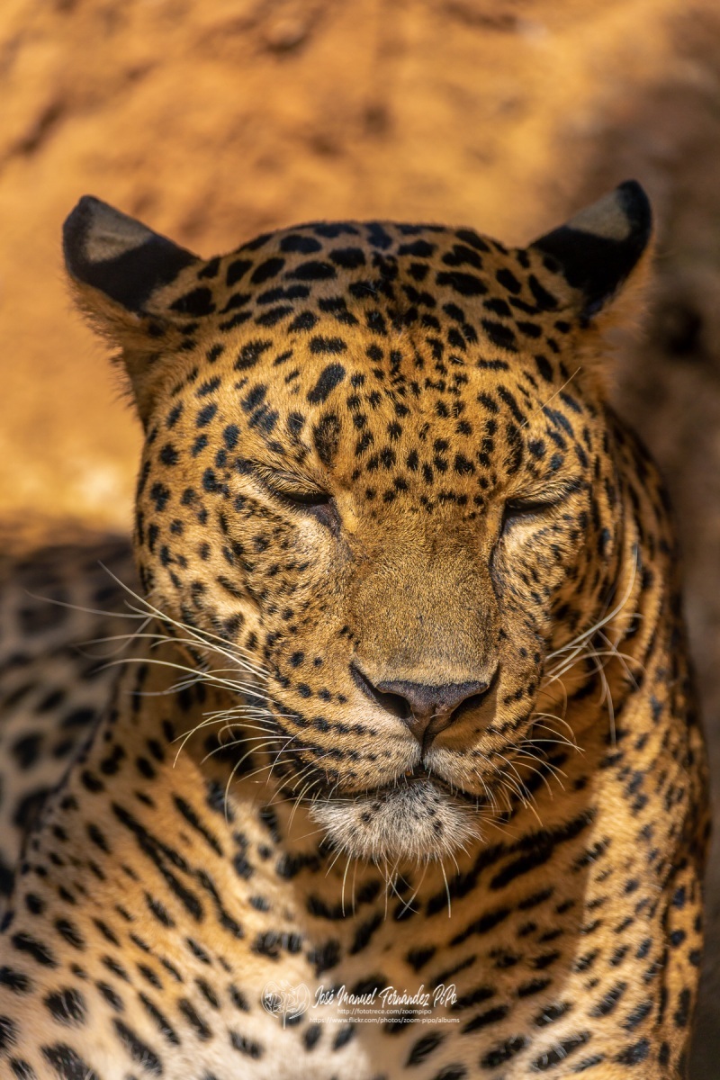 49274468186_ede9485647_o