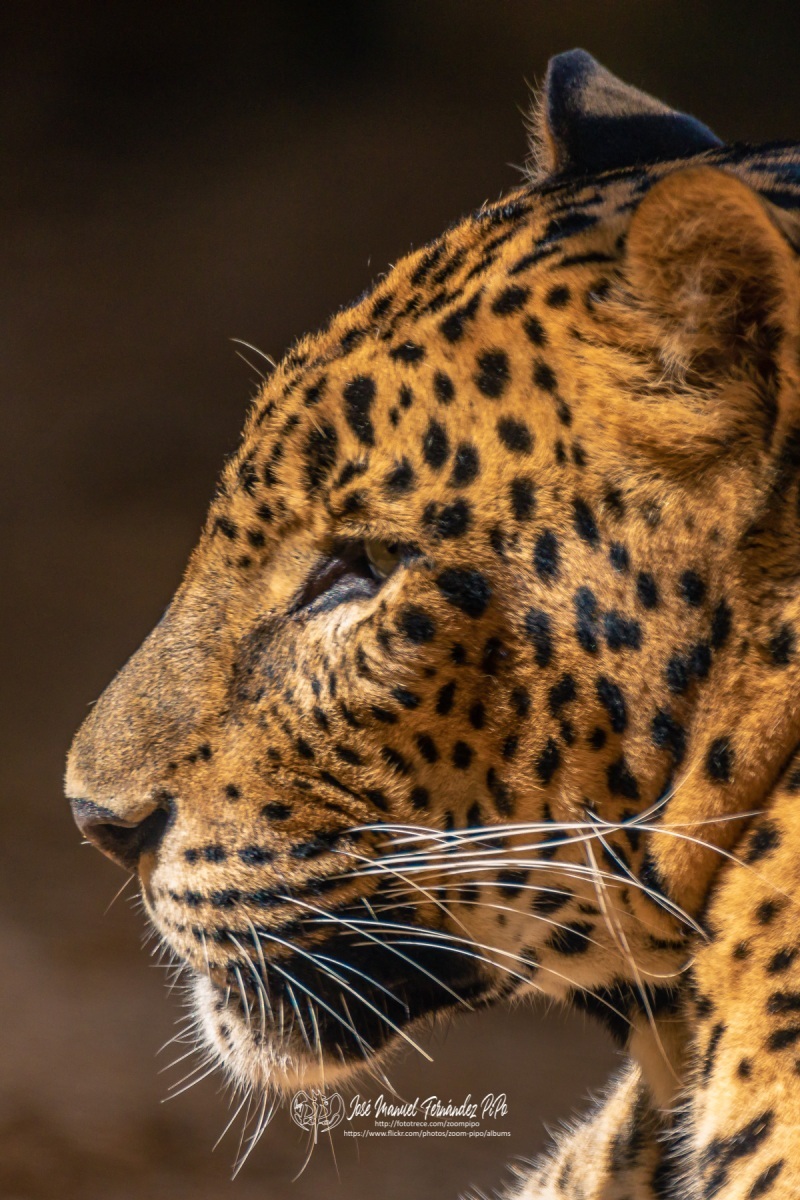 49792187871_cd530f8386_o