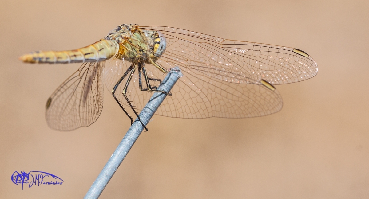 15047452790_da799def97_o