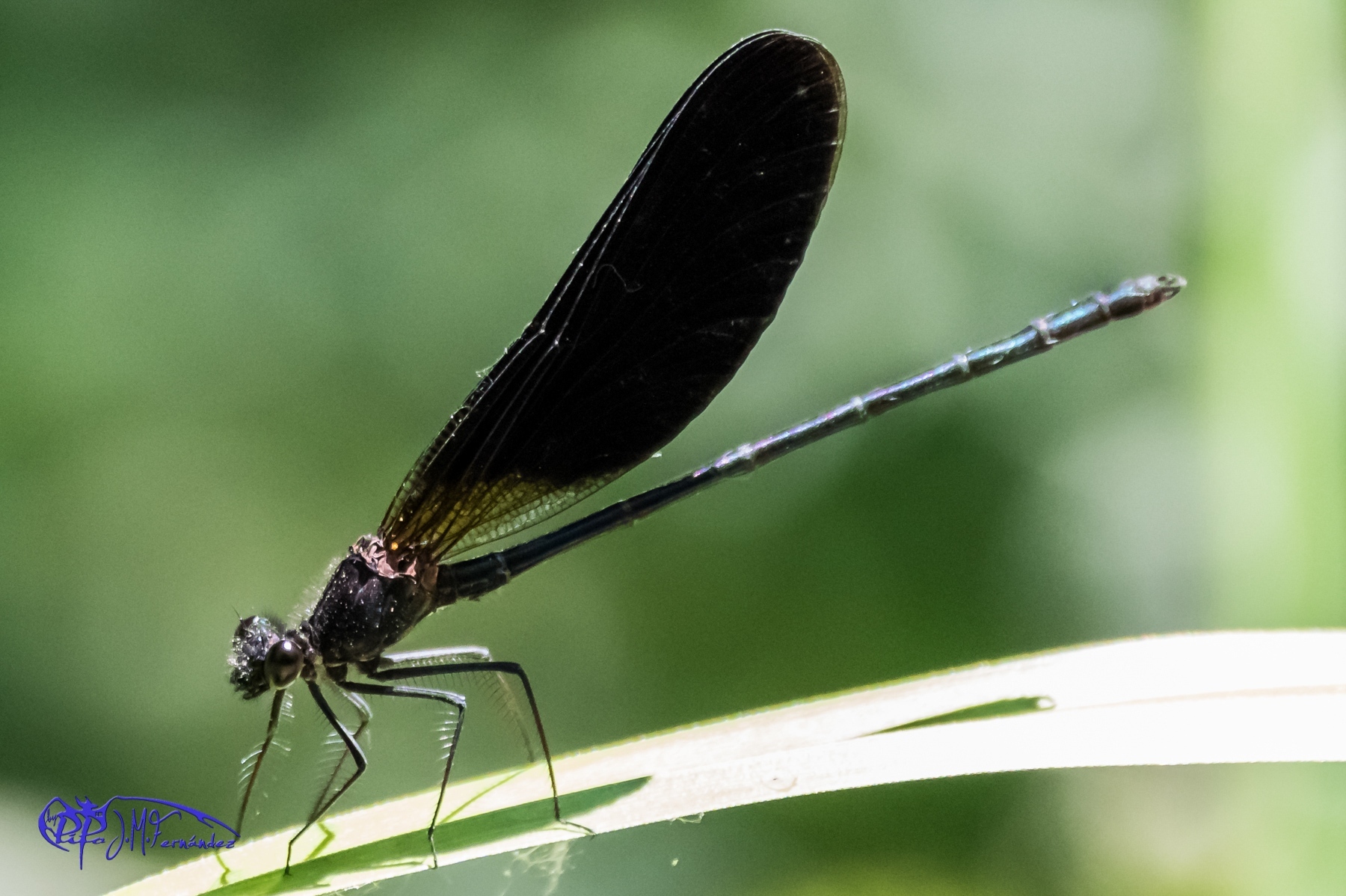 18001322268_0aa09501f8_o