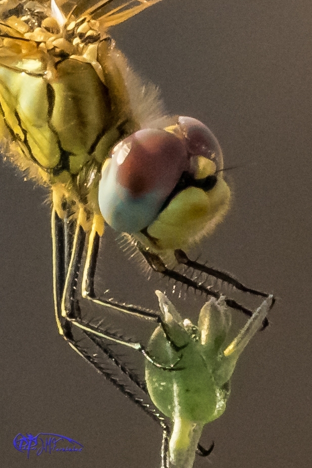 19004951543_90c09655d9_o