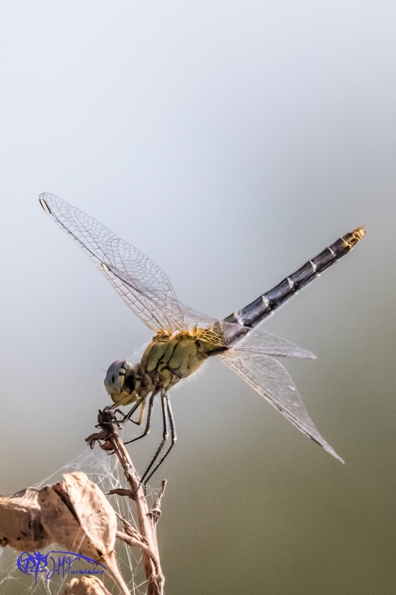 19938434706_a028a16d45_o