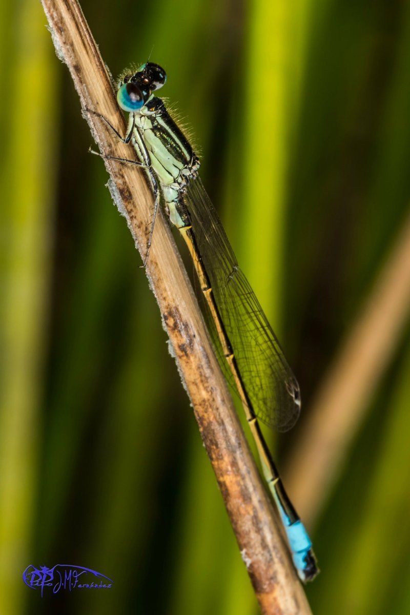 21406248306_eed845aa3b_o