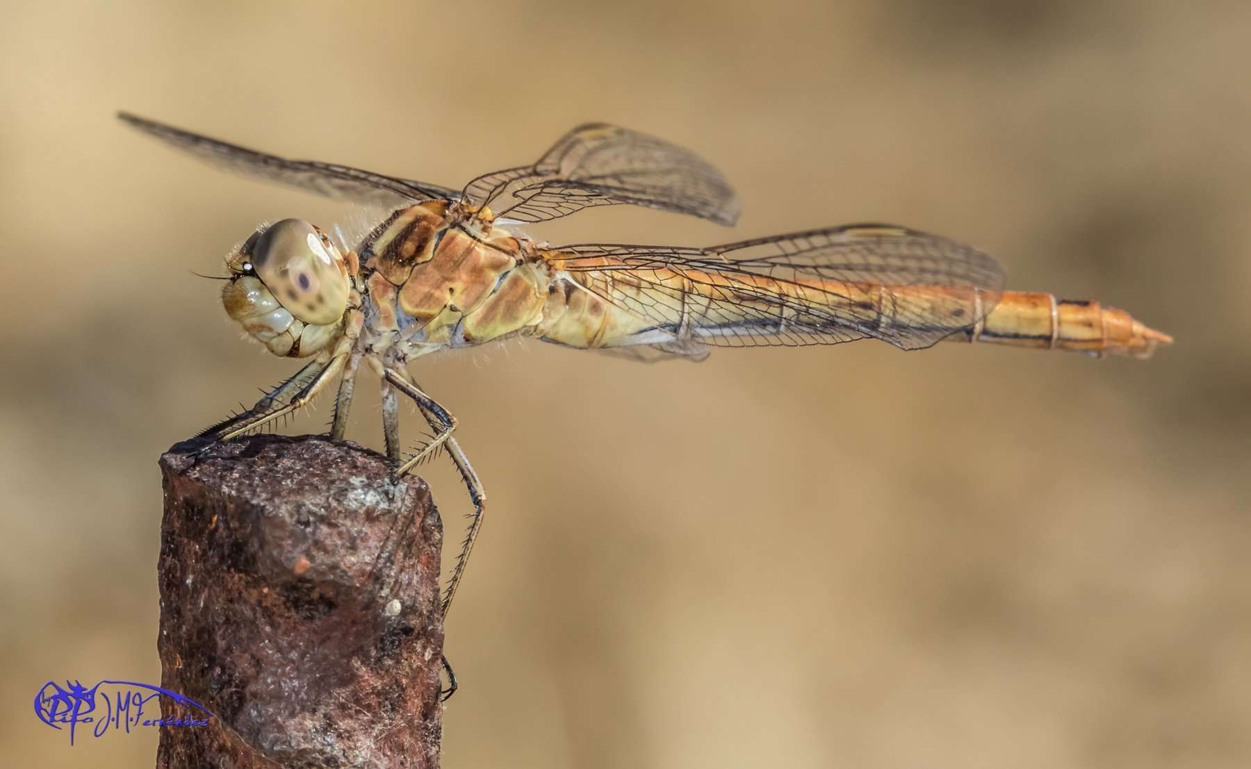 21562743668_abfc1e4d9a_o