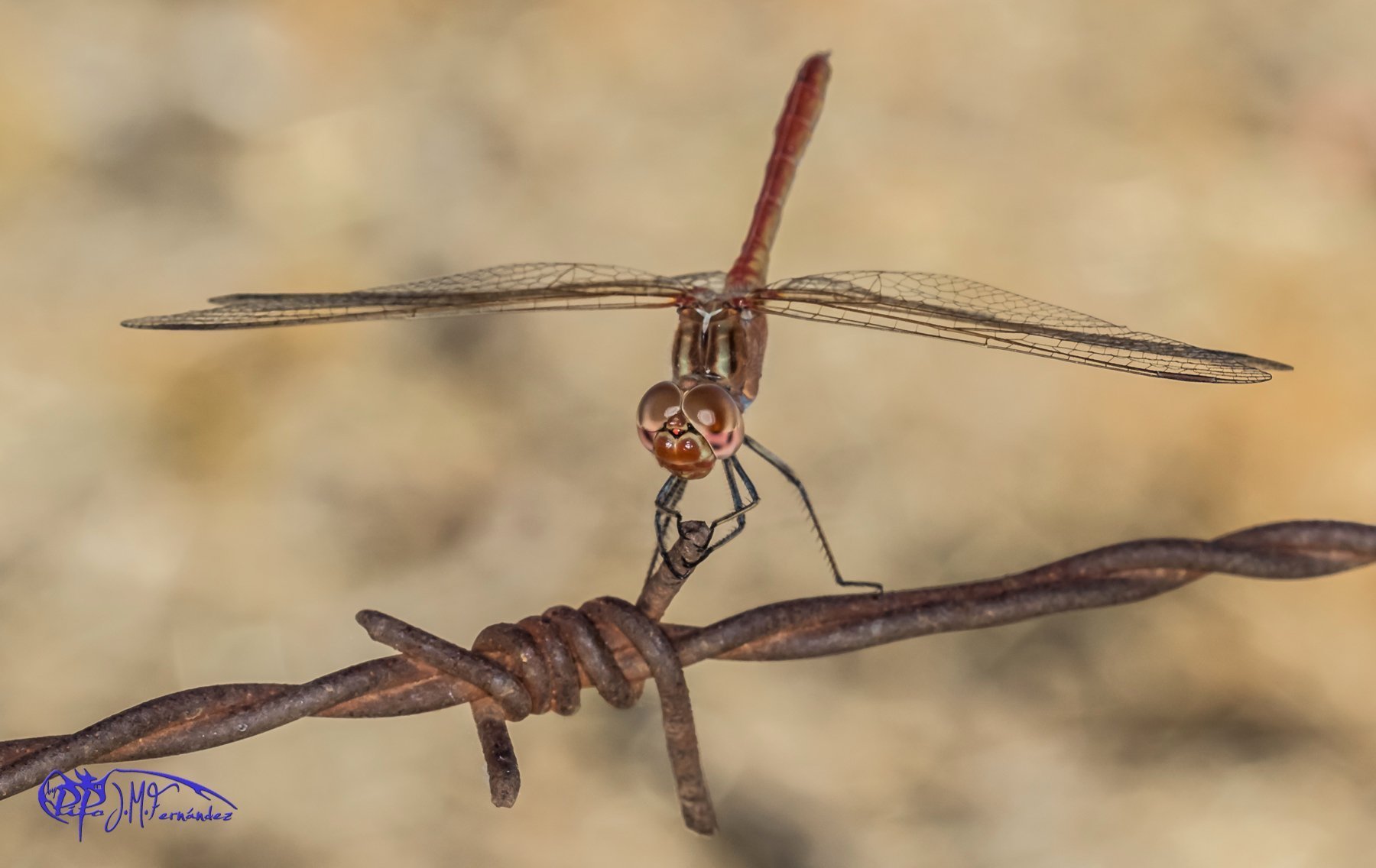 21713341242_0b6299dbda_o