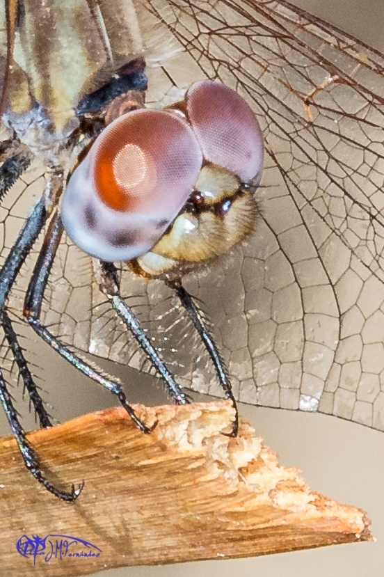 21758262923_fb68ede834_o