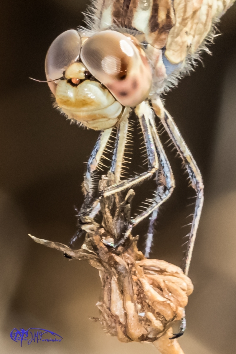 23259694369_4cab62999c_o