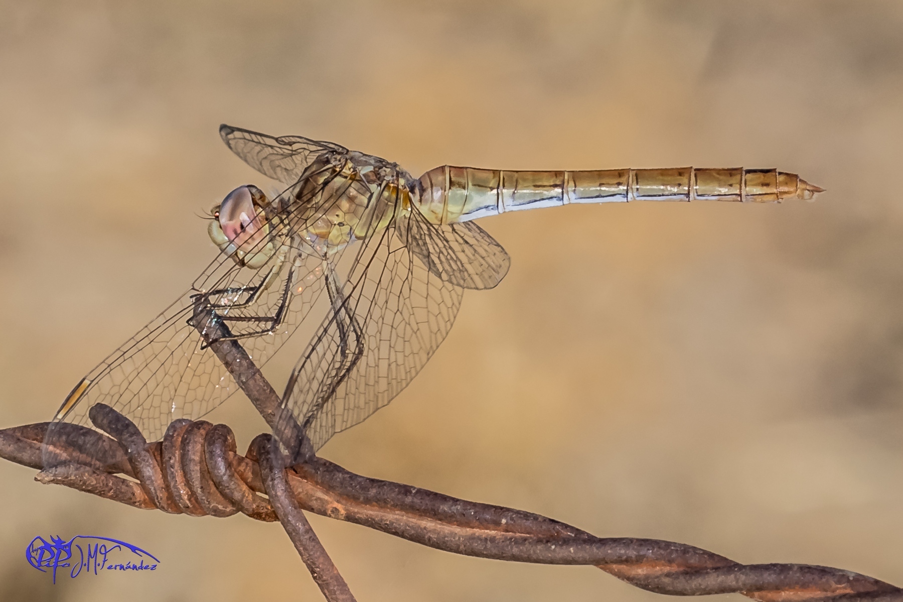 23398108960_12f1b39bc2_o