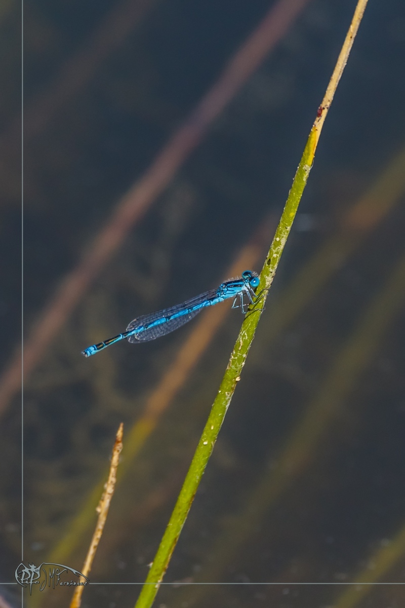 27152870514_f9c414f6db_o