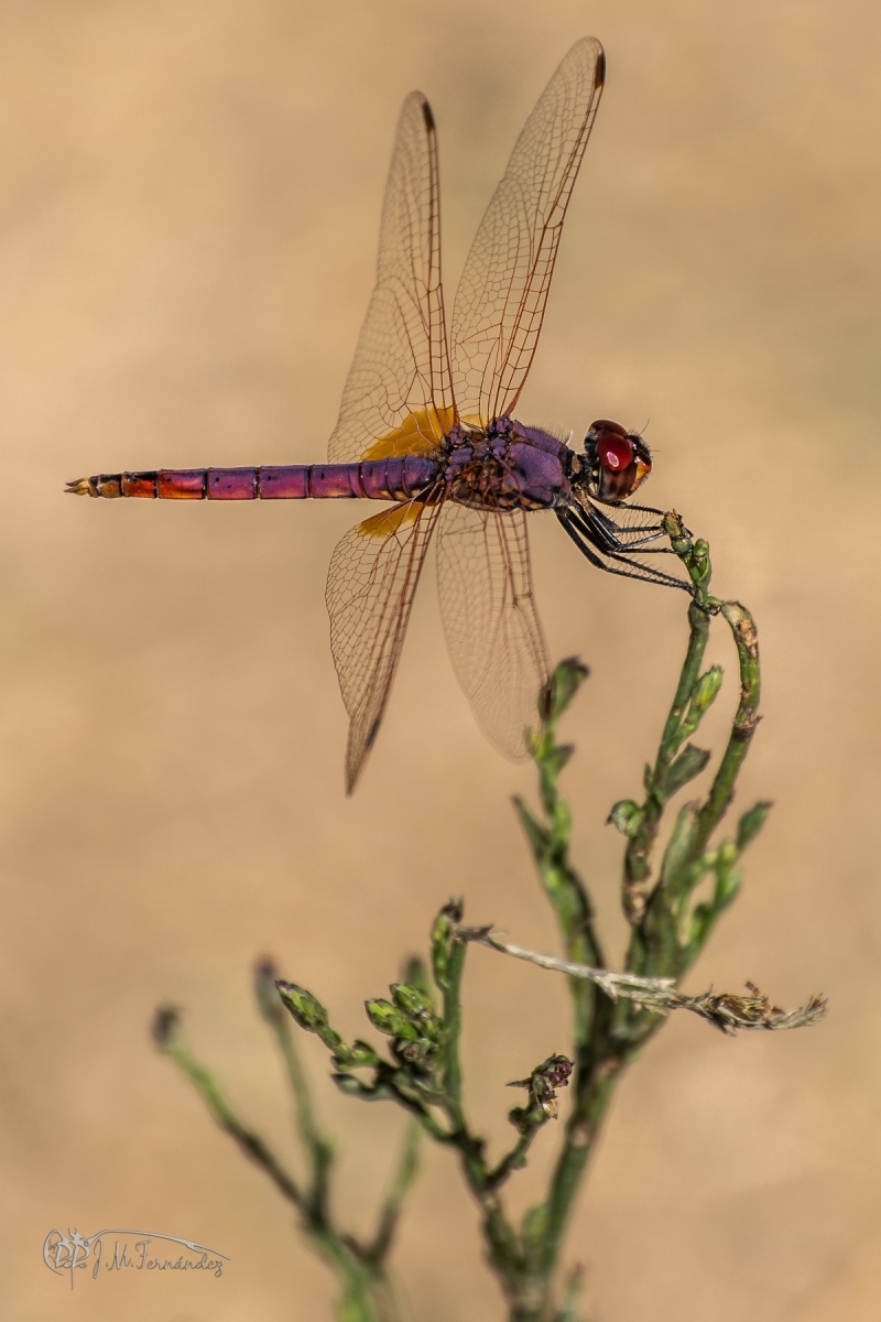 30947190178_107d20a067_o