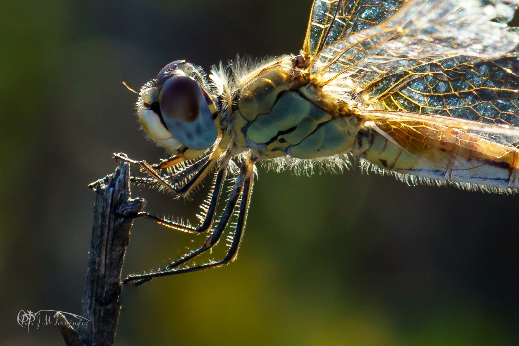 43296627950_5085b0a2f4_o