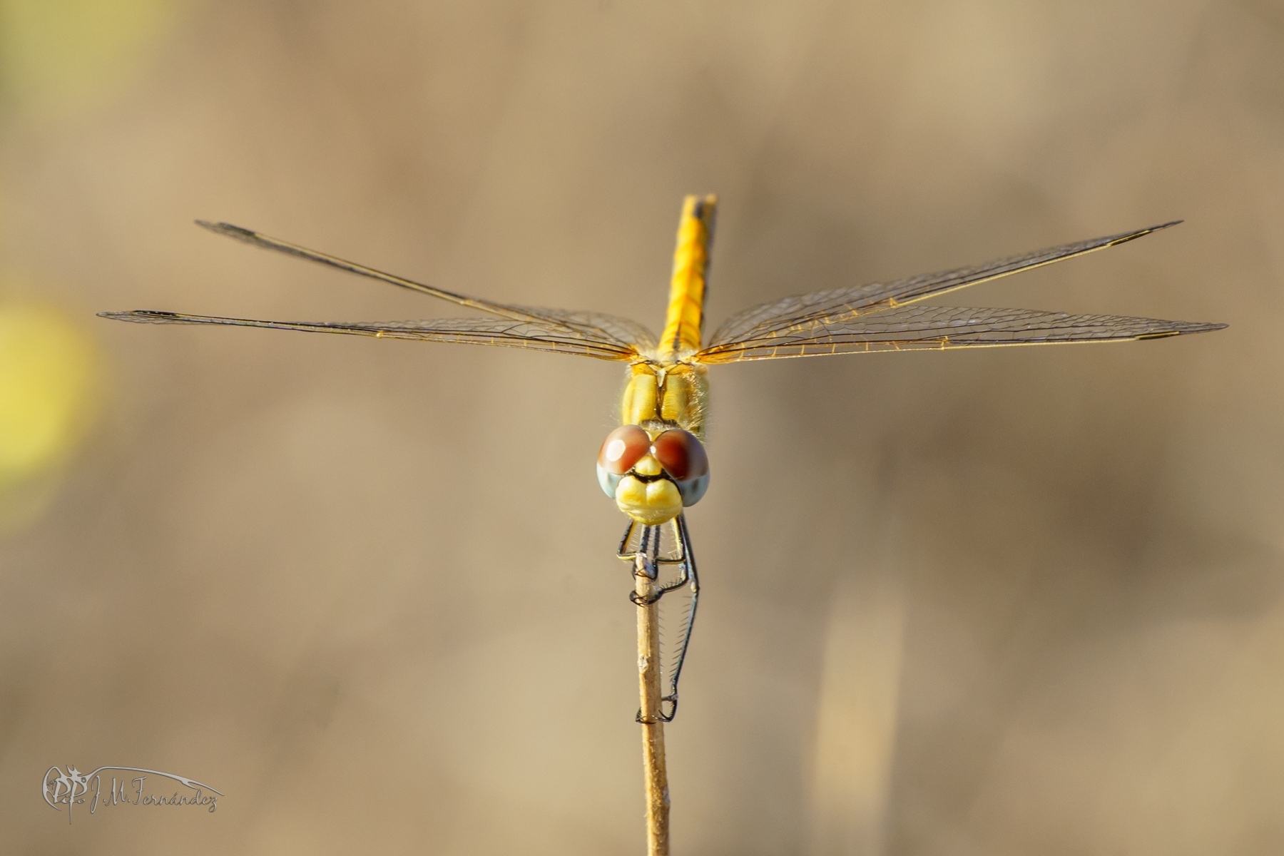 43296628030_1163e7bdf0_o