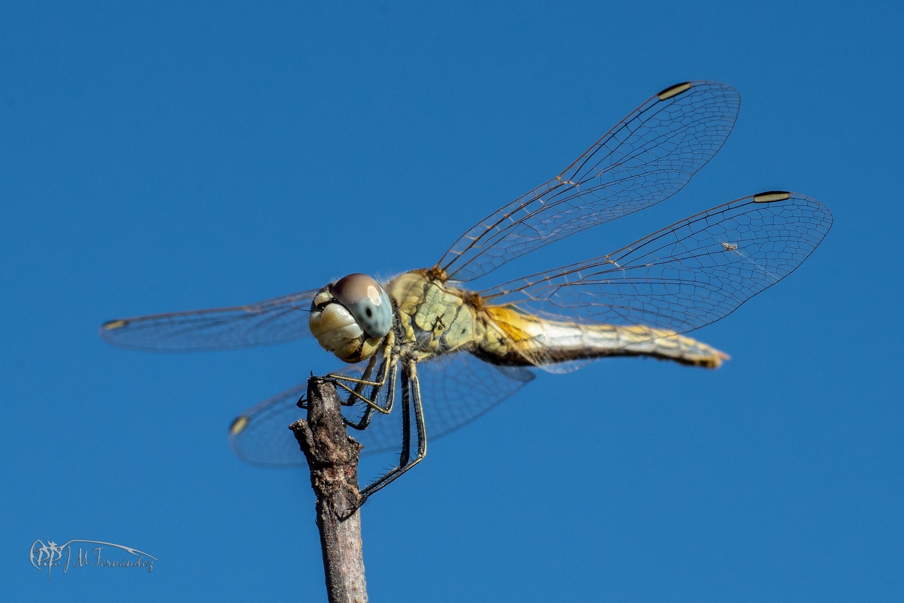 43296628930_594c842eeb_o