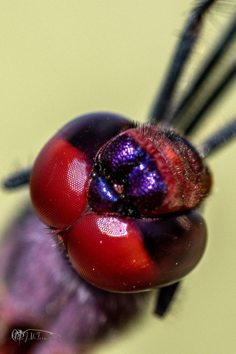 44051798765_28e1e1c1b7_o